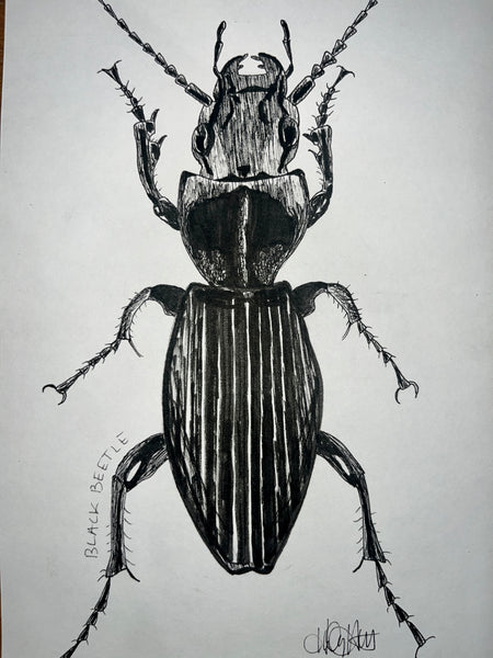 Black Beetle