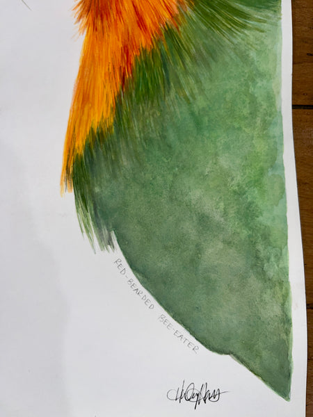 Red-Bearded Bee-Eater