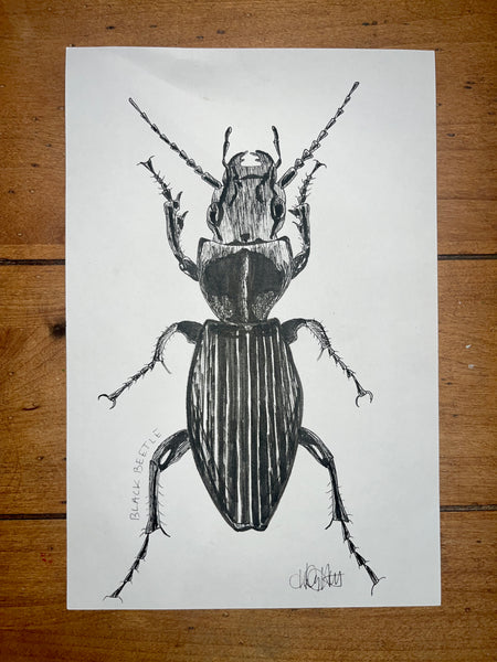 Black Beetle