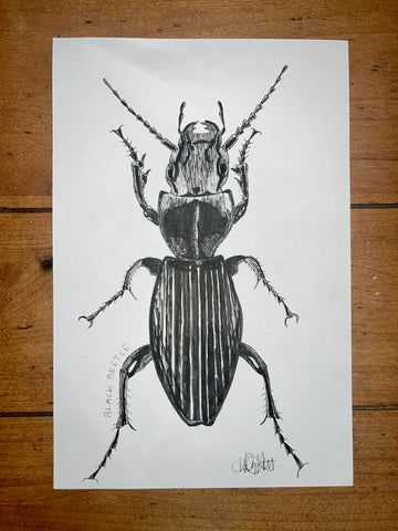 Black Beetle