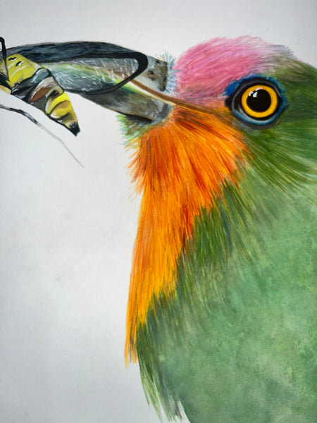 Red-Bearded Bee-Eater